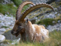 02_steinbock.jpg
