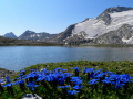 03_alpenflora.jpg